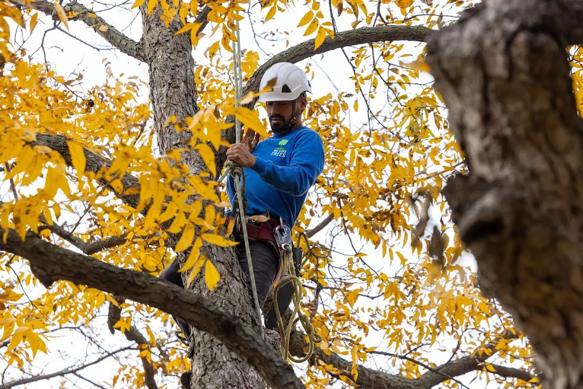 Skilled Tree Pruning crew working in Pawcatuck